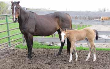 She will be an asset to your ride horses as well as your broodmare bunch.