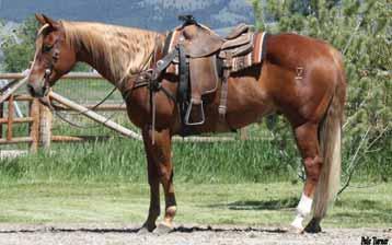 Pat Bars Pine s Annie Lee Printer s Devil Billie Cajun Rimrock Gill Hall s Lady 210 This mare has raised us some big, fancy, running colts. She is bred back to Romeo White Feathers.
