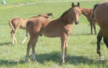 Sara Flintrock has raised nine foals which tells you she is a great mother.