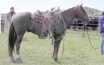 He is a wonderful all-around horse that you can head, heel, & breakaway off him. He is also loping a nice barrel and pole pattern and has been used quite a bit for ranch work!