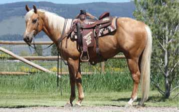 He has had two owners, been a ranch horse his entire life, worked in the branding pen, sorted and doctored cattle and will hold a tough one.