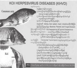 162 Transboundary Fish Diseases in Southeast Asia: Occurrence, Surveillance, Research and Training g.