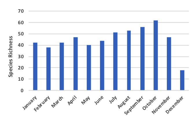 Figure 1. Species richness (number of species) of fishes for sale in the Liido and Hamarweyne markets, by month.