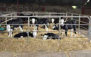 artificially reared. The increase in the average dairy herd size, meaning that farmers are under increased time pressure. The increase in the number of cross bred dairy cows (i.e. Jersey/Holstein crosses) whose calves are of low value.