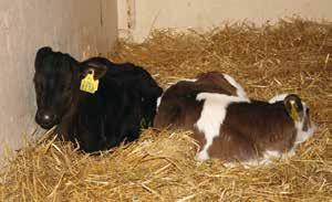 The width of any individual pen for a calf shall be at least equal to the height of the calf at the withers, measured in the standing position.
