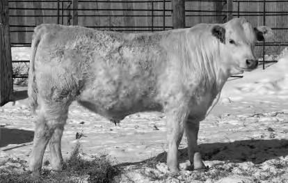 Guarantee R-CALF Roll-Over Auction Sale broadcast on DVAuction.