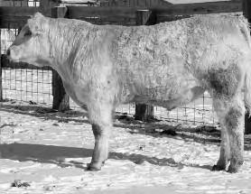3 15 22 Excellent choice for young cows! 34 053 P I.W. 6117/406 3-21-10 85 600 558/89nc 2.86 1015/85-0.8 18 22 Also excellent choice for young cows! 35 042 D T.E. 9166/osc 3-23-10 84 555 546/87 3.