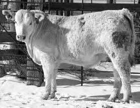 53 003 P Wind 422/Bill 3-10-10 84 610 535/85nc 2.71 969/81-1.0 16 21 Good calving ease! 54 0129 P I.W. 796/Wind 4-8-10 88 605 622/99 2.71 1056/88-0.2 14 20 Thick and good. Lots of calving ease!