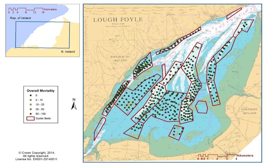 7. Mortality Levels There was very limited evidence of recent mortality on the oyster beds (figure 6). Mortality was recorded in 3.
