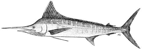 APPENDIX IX [ DRAFT ] RESOURCE STOCK STATUS SUMMARIES STRIPED MARLIN Status of the Indian Ocean striped marlin (MLS: Tetrapturus audax) resource TABLE 1.