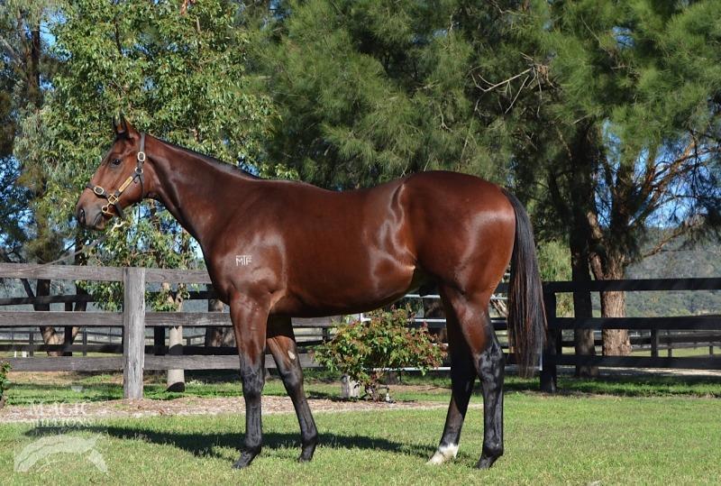 NATIONAL YEARLING SALE The Magic Millions National Yearling Sale has been on the up for many years and is a different beast to the first one I attended in 1998 where the catalogue was full of the