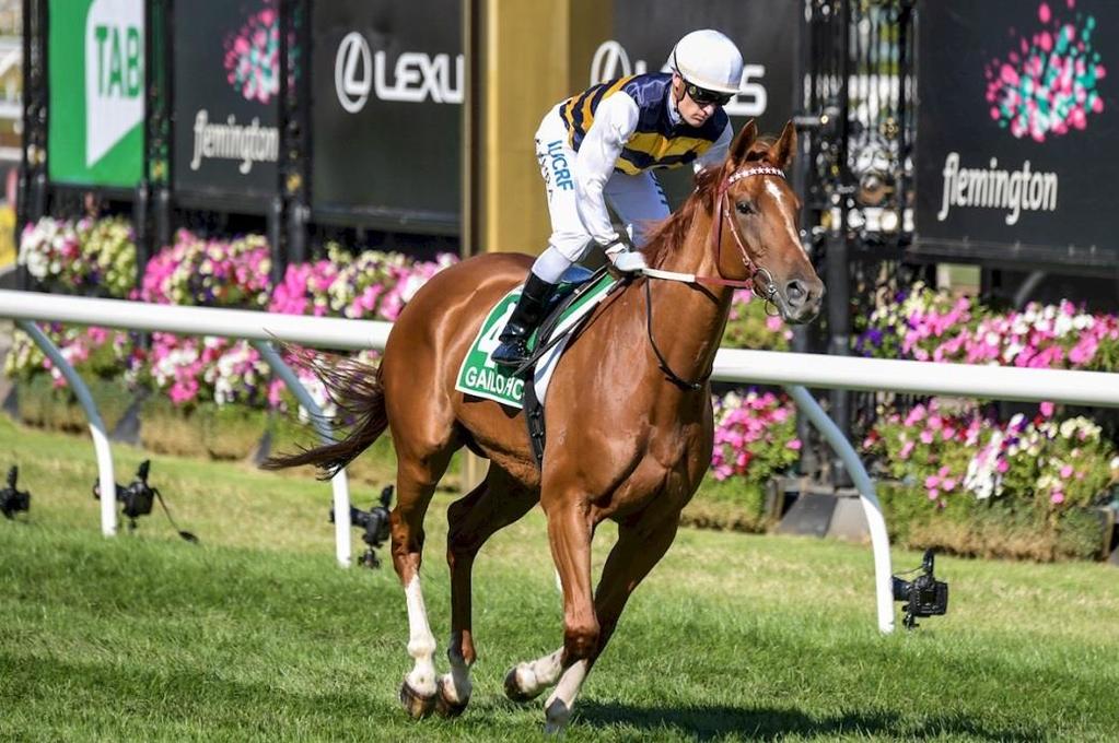 We celebrated successes at the highest level with Hellbent in the $500,000 William Reid Stakes - which in turn cemented his career at stud, and with our warrior Gailo Chop (photographed) who took out