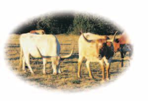 The Cattle Kingdom The Cattle Kingdom Read to Discover 1. What led to the cattle boom? 2. What was life like for cowboys? 3. What caused the decline of the Cattle Kingdom?