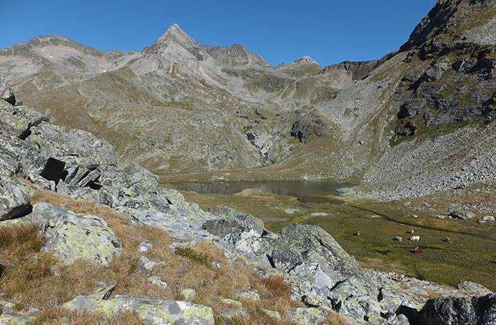 Hunting in Austria Austria can be counted among the traditional hunting destinations.