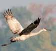 YOU CAN HELP To report whooping crane sightings in Louisiana