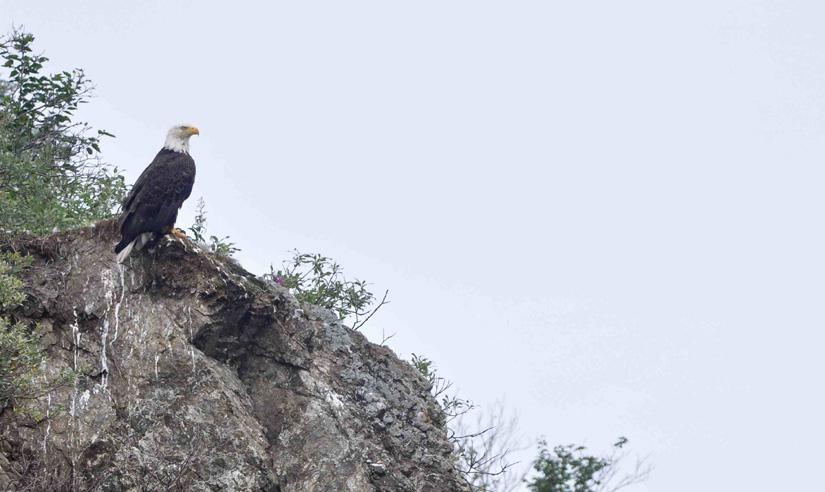 holding here and perched directly above on the cliff was a mature Bald Eagle. The group saw 2 Brown Bear on the 24 Th.
