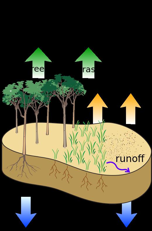 IMPORTANCE OF WATER ON ALL SURFACES E.T. (evapotranspiration) Turf grasses, like other agronomic, horticultural, and landscape vegetation, requires water for growth and survival.