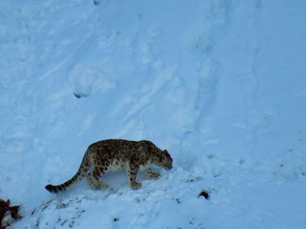 Stories and Anecdotes from the Field A village mourns a snow leopard (Text and pictures by Kalzang Gurmet, team member CLP Follow-up Grant) One February morning, after a heavy snowfall, I was busy