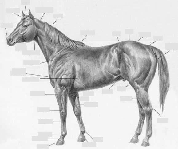 Horse Anatomy Facts: (Anatomical