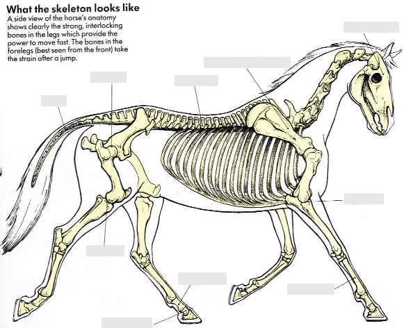 ANATOMY Horse Skeleton:.