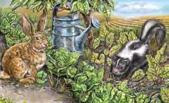 2 Use 4 What the analogy of size to compare two different animals that are in the book. other animals in the book have feathers? 6 Rabbits nibble on food while skunks dig for food.