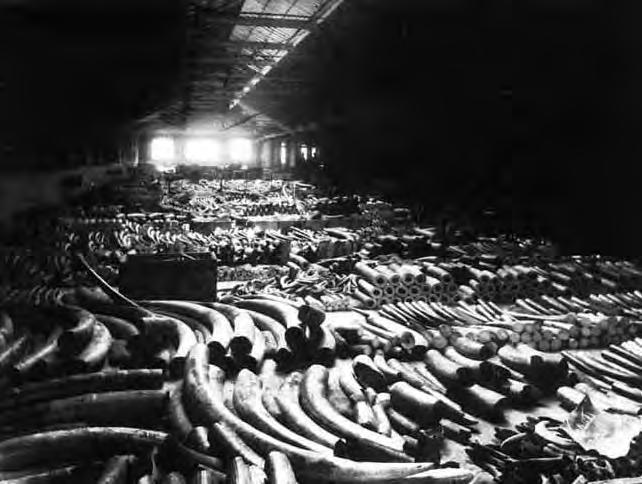 The Ivory Market Ivory
