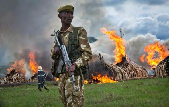 Confiscation & sanctioned ivory destruction