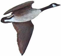 CANADA GOOSE Length 25-43" Average annual Minnesota harvest: 249,000. About 36 percent of the harvest occurs during the September season.