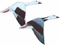 Snow Goose BLUE SNOW GOOSE Length 25-30" The Blue goose is a variation of the Lesser Snow Goose species.