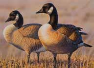 TABLE OF CONTENTS License Information.... 5 Harvest Information Program (HIP).... 6 Questions About Licenses... 6 General Waterfowl Regulations.... 8 Illustrated Ducks and Geese of Minnesota.