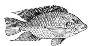 TILAPIA Globefish highlights Non-traditional markets lead the way Global tilapia production is estimated to have remained firm in 217, with increases from producers other than China, where production