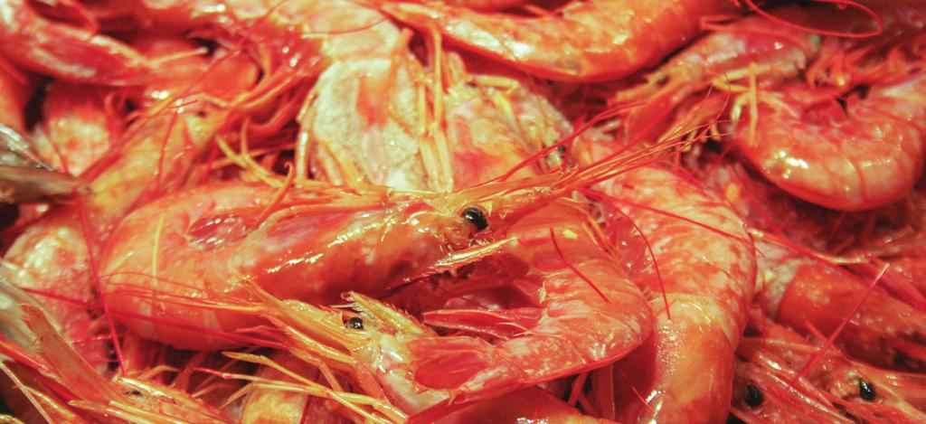 FOOD SAFETY ISSUES Globefish highlights Detentions and Rejections of shrimp and prawns in Canada, the European Union (Member Organization), Japan and the United States of America FAO/T.