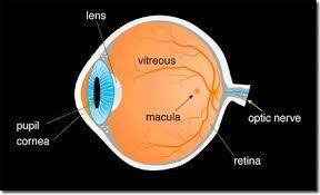 Light waves enter the eye through the, which is the transparent membrane that forms the front part of the eye.