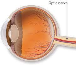 15 Images are received by the, the light sensitive tissue that lines the inside of the eye. cells and cells in the retina detect light. are very even in dim light. detect brighter and.