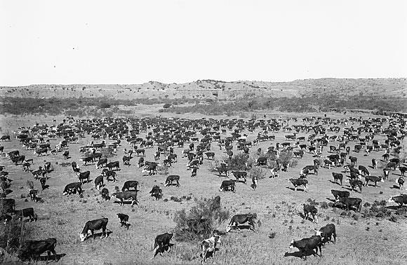 Works in groups of two and points the lead steers in the right direction Sets the pace for the drive Pay (1890s) - $30-40/month Pay (2018) - $ 761-1,054/month month