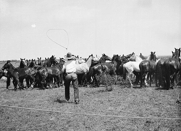 herd stampeded during a storm. Qualifications Often horses in the remuda would dodge cowhands attempts to rope them, making rope-handling skills all the more important.