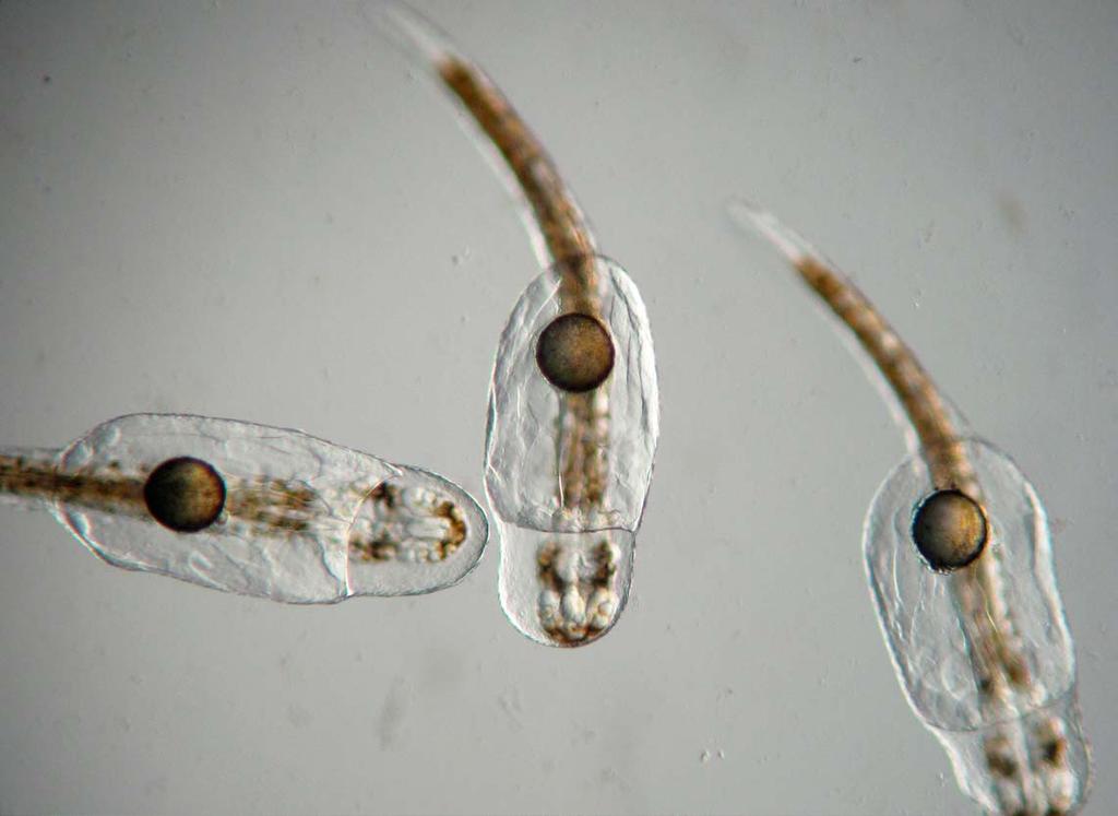 Above: Newly hatched cobia larvae. Below: A larva in the process of hatching. During this period, co-feeding with rotifers was also continued due to the presence of different size groups of larvae.
