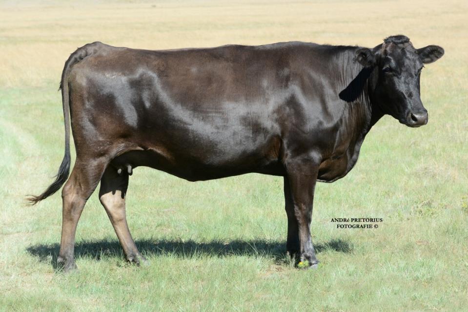 25 x Top Black Japanese Embryos Pregnancy Status: These 5 Cows are 7 months pregnant and can only be flush in July 2018 after they have calved.