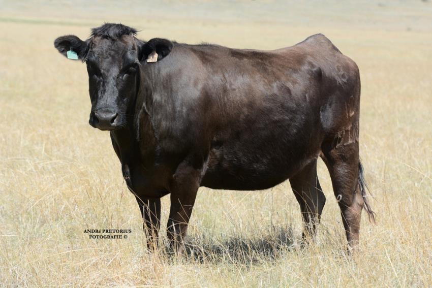 20 x Top Composite Embryos Pregnancy Status: Open and ready to flush 1 st March 2018 They are undoubtedly the best of both worlds with excellent conformation, width, length and marbling potential.