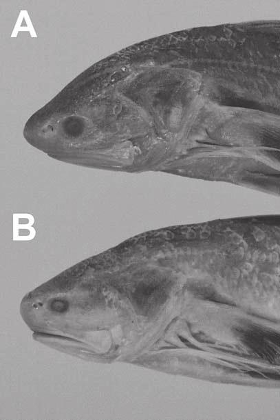 188 H. Motomura and M.H. Sabaj Fig. 5. Relationships of A snout length and B upper caudal-fin lobe length to standard length in Polynemus melanochir dulcis ssp. nov. (stars) and P. m. melanochir (circles) Fig.