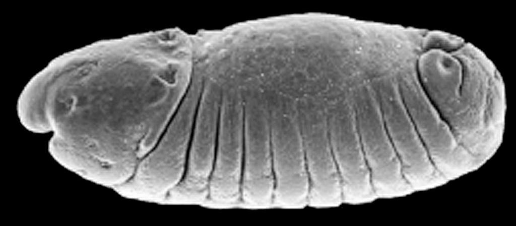 biology: drosophila embryo What does thinking of natural