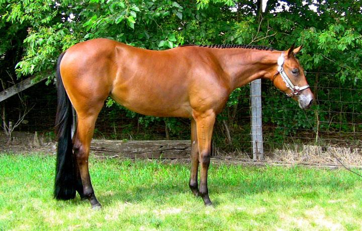 Dam produced multiple ROMs and NSBA $11,664. Granddam produced A GIFT SO GOOD, two time High Point Champion and Congress Champion. (John Boxell, Agent) Alazy Attraction - 12 b.g. (Lazy Loper x Chips Little Tease) AQHA I.