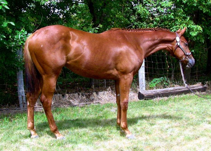 Oh Man Shes A Ten - 12 s.m. (Man With The Moves x A Captivating Ten) Has maturity, size and strength to be a futurity horse.