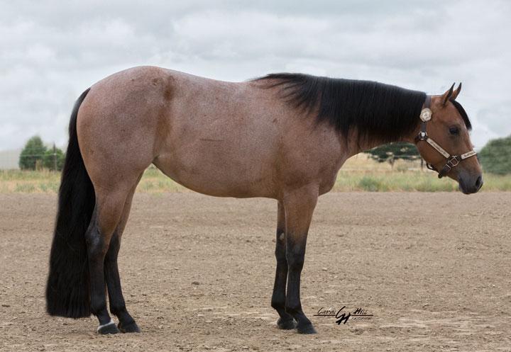 Shes Extremely Hot - 12 ch.m. (Extremely Hot Chips x Time Is of An Asset) AQHA I.F. NSBA BCF. Extremely pretty and great minded. (George J. Stauffer) Shes Willy Red - 12 s.m. (Winnies Willy x Invested Dusty Miss) AQHA I.