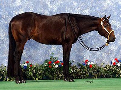 Talk About Radical - 12 b.g. (Talk To The Party x A Little Bit Radical) AQHA I.F. Tremendous prospect out of Superior Performance mare. The complete package.