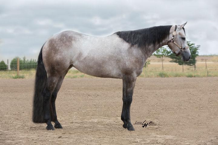 F. HYPP N/N. Almost ready to show in western pleasure, hunt seat or trail. Dam is Superior producer. (Tom Forehand, Agent) Fistfula Goodness - 08 b.m. (Zippos Mr Good Bar x Fistfula Principle) Beautiful and broke.