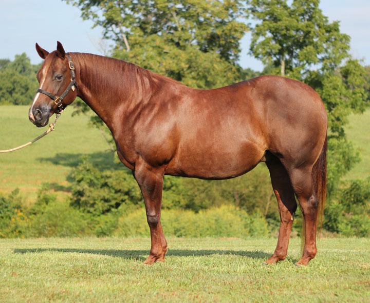 Full sister to Performance ROM. (Jim Dudley & Gary Trubee) Macs Naturally Good - 10 b.g. (Macs Good N Plenty x Zippen Natural) AQHA I.F. Good mover and sound. Can compete at any level.