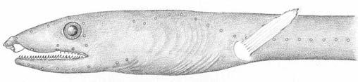 New snake eel from South Africa 5 Luthulenchelys heemstraorum sp. nov.