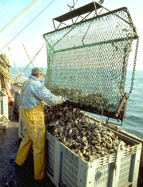 French flat oyster production nowadays The French flat oyster production is located in few specialised areas: 2