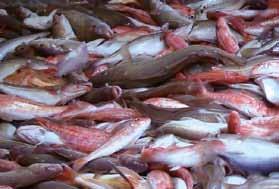 Wild-caught Fish Organisations worldwide are checking fish stocks, inspecting waters, measuring fish and tracking down illegal fishermen on a daily basis.